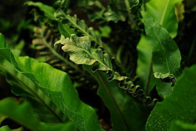 Air-Purifying Snake Plant