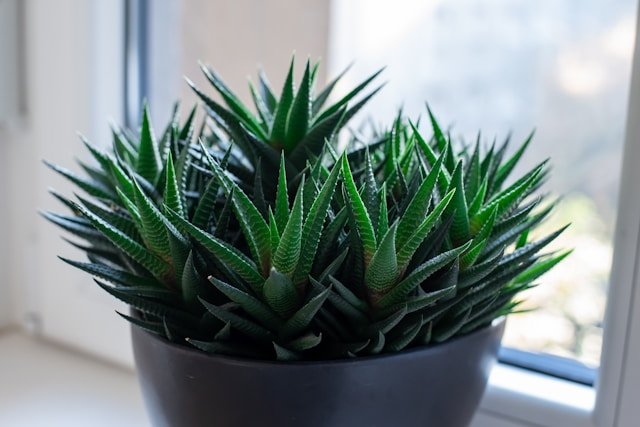 Aloe Vera Power-Plant