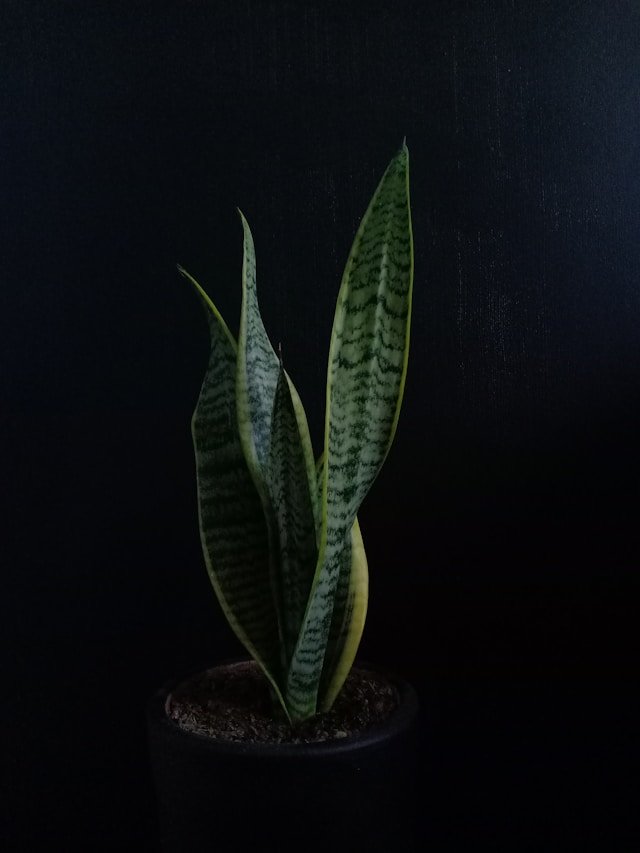 Bold Monstera Deliciosa