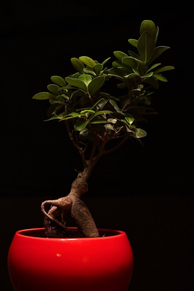 Bonsai Tree