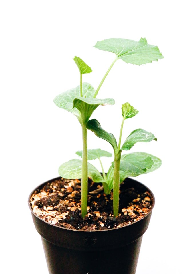 Growth Money Plant