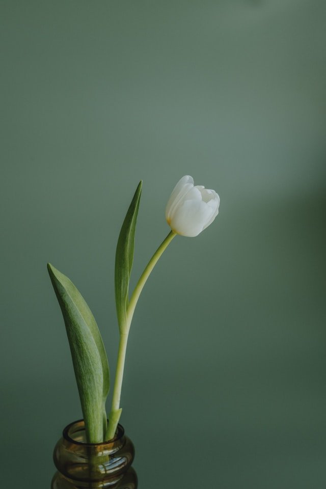 Happy Peace Lily