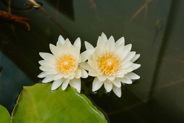 Harmony Peace Lily Pair