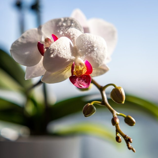 Sunshine Orchid